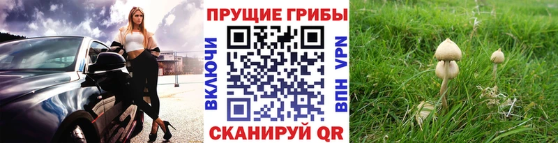 Галлюциногенные грибы мицелий  Сарапул 